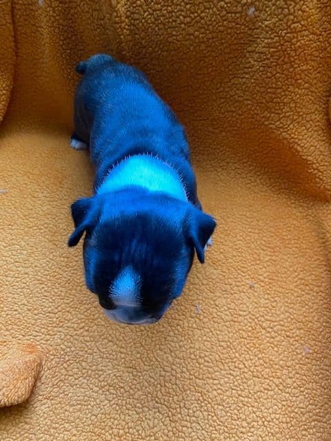 Boston Terrier Puppies media 7