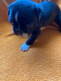 Boston Terrier Puppies media 9