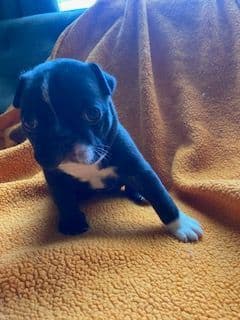 Boston Terrier Puppies media 10