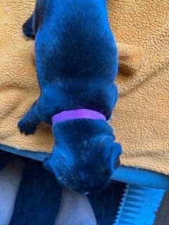 Boston Terrier Puppies media 13