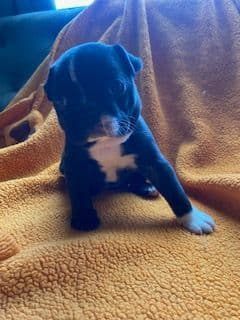 Boston Terrier Puppies media 12