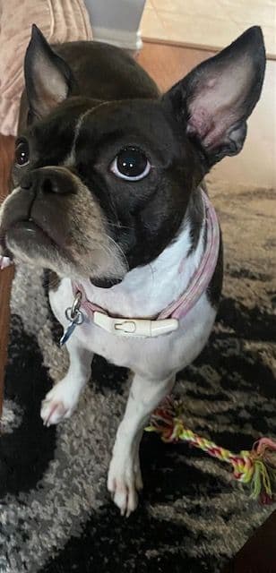 Boston Terrier Puppies media 16
