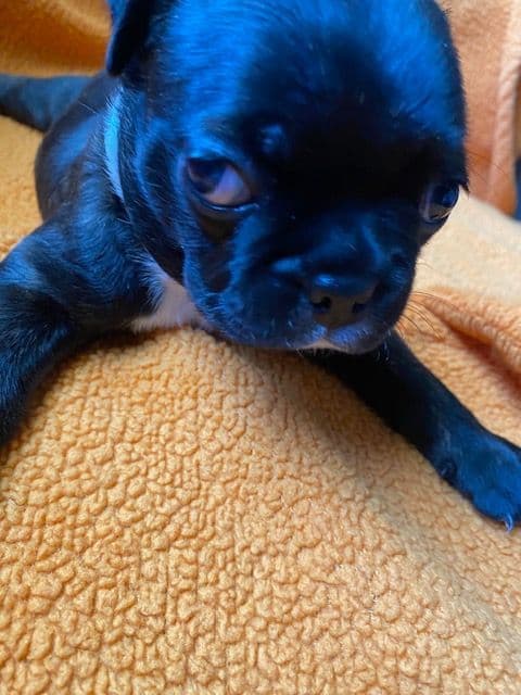Boston Terrier Puppies media 15