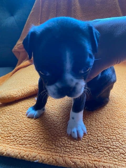 Boston Terrier Puppies media 14