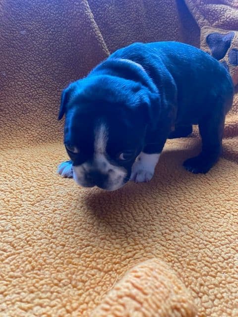 Boston Terrier Puppies media 17