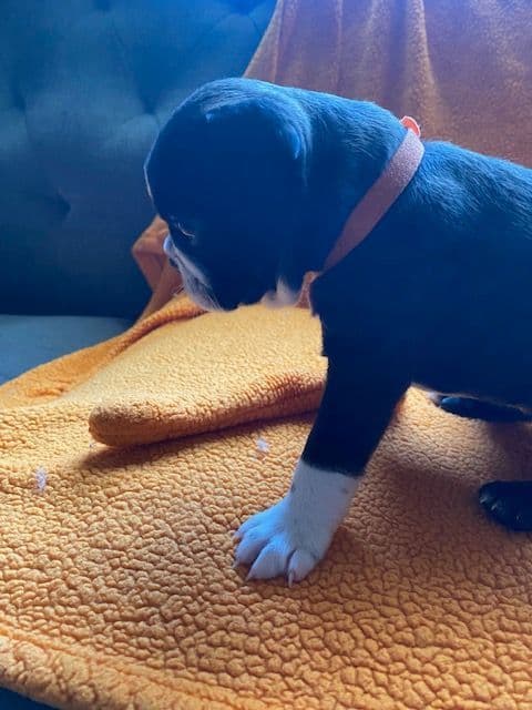 Boston Terrier Puppies media 18