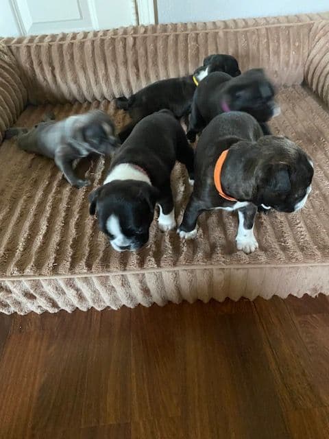 Boston Terrier Puppies media 20