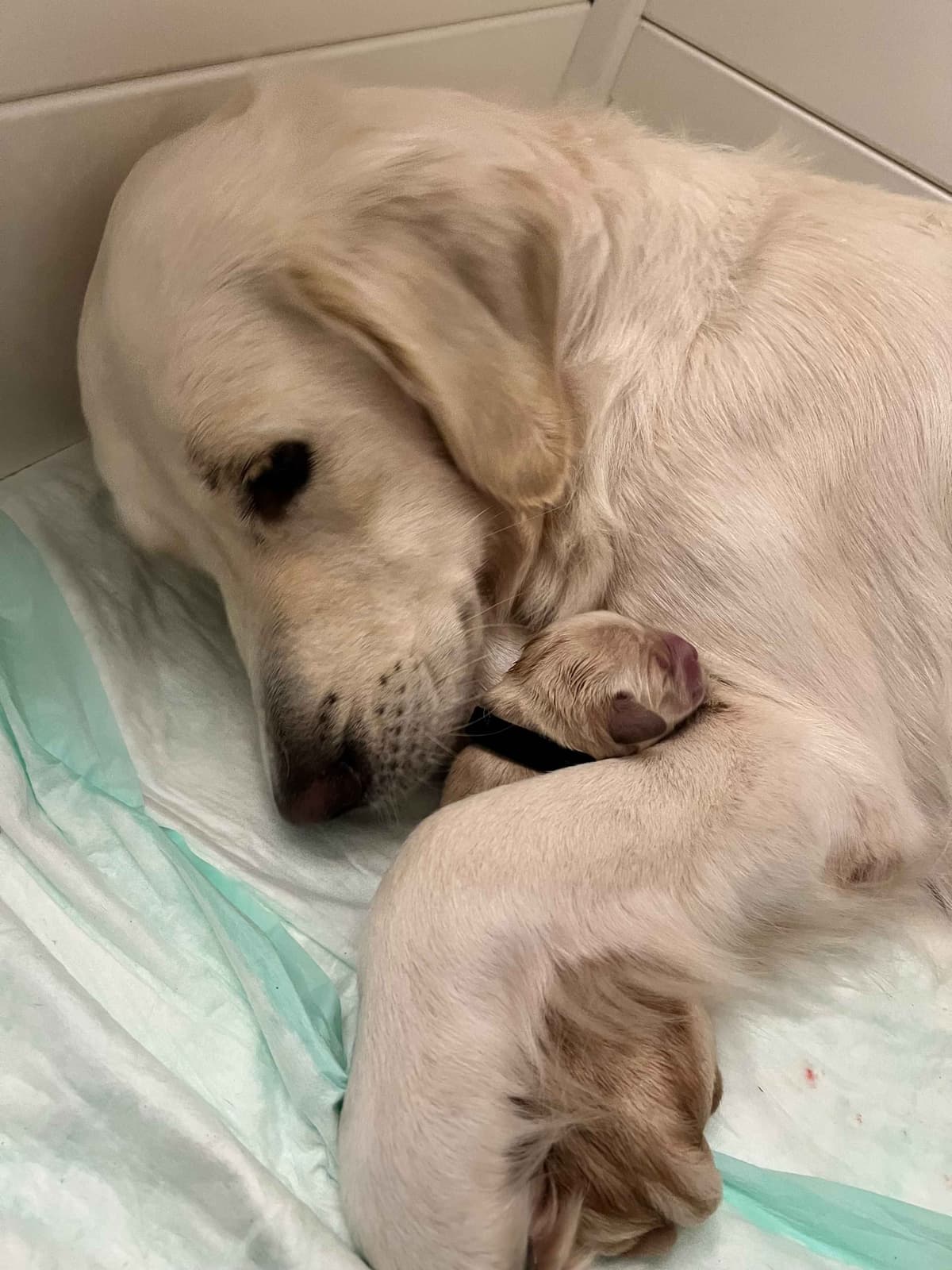 AKC Sweetbay Golden Retriever Puppies breeder image 1