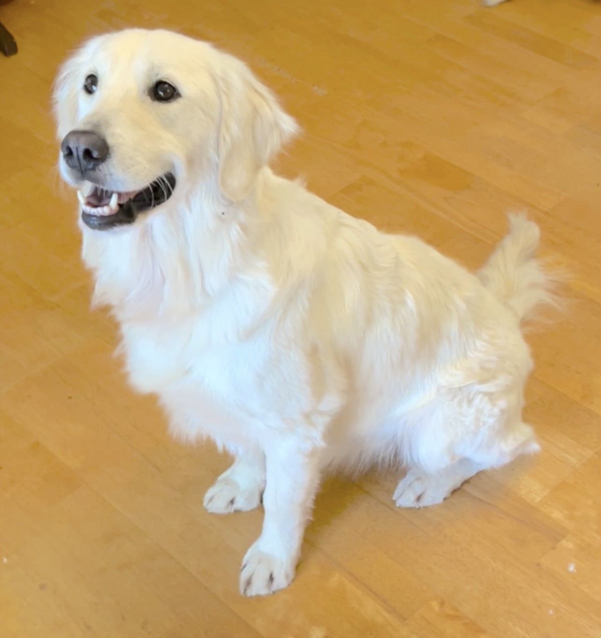 AKC Sweetbay Golden Retriever Puppies breeder image 2