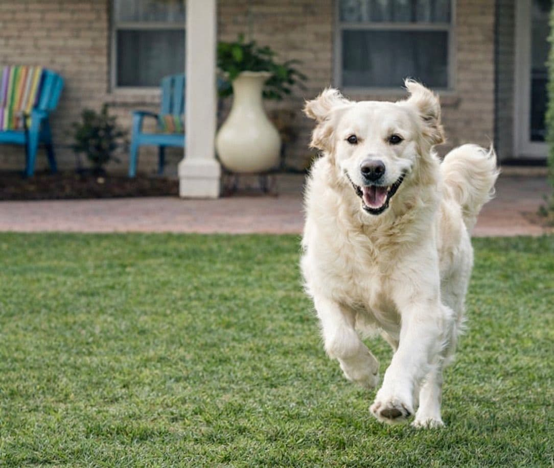 AKC Sweetbay Golden Retriever Puppies breeder image 3