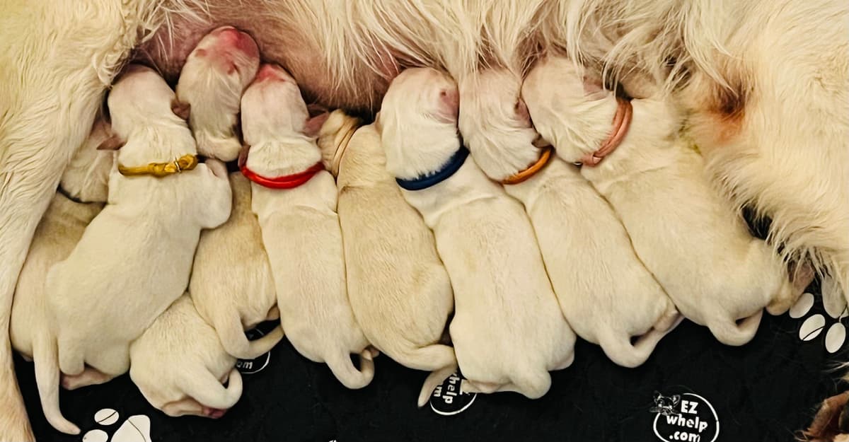AKC Sweetbay Golden Retriever Puppies breeder image 6