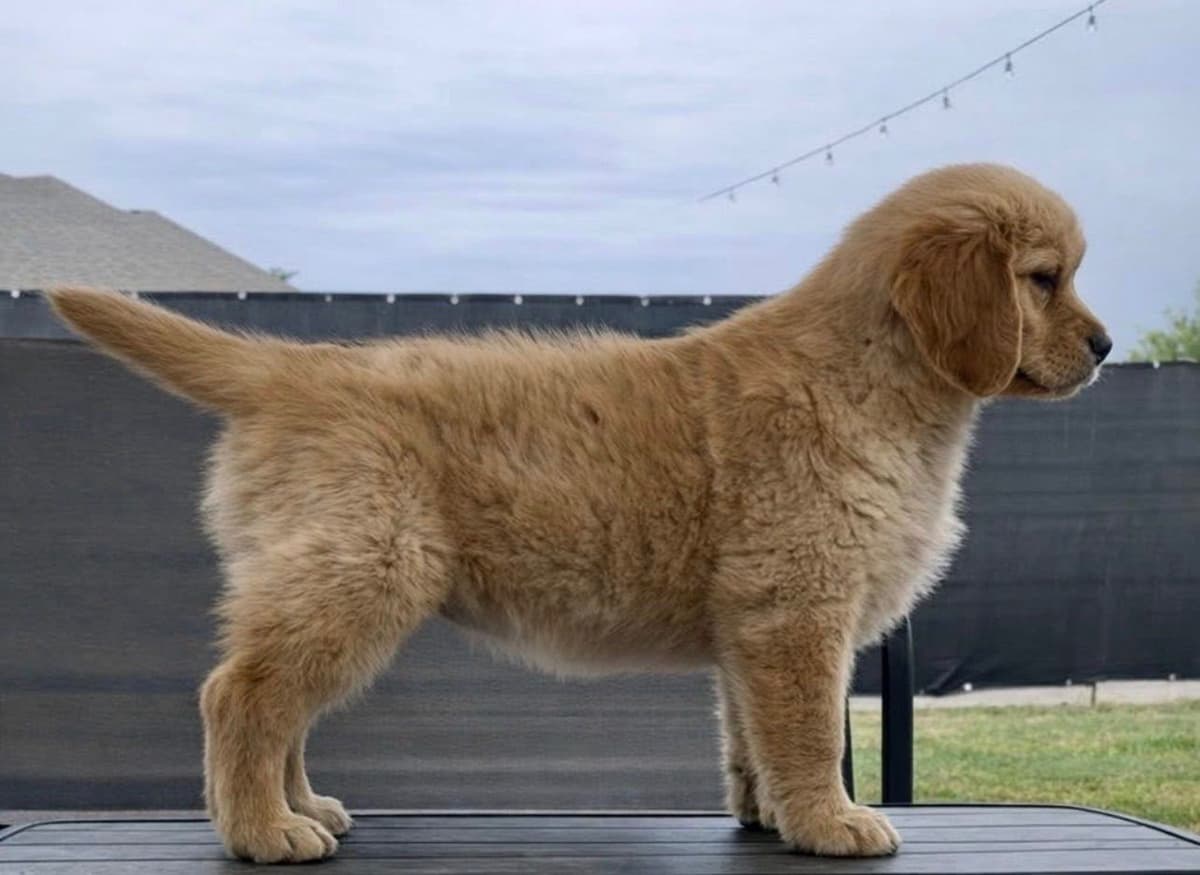AKC Sweetbay Golden Retriever Puppies breeder image 8