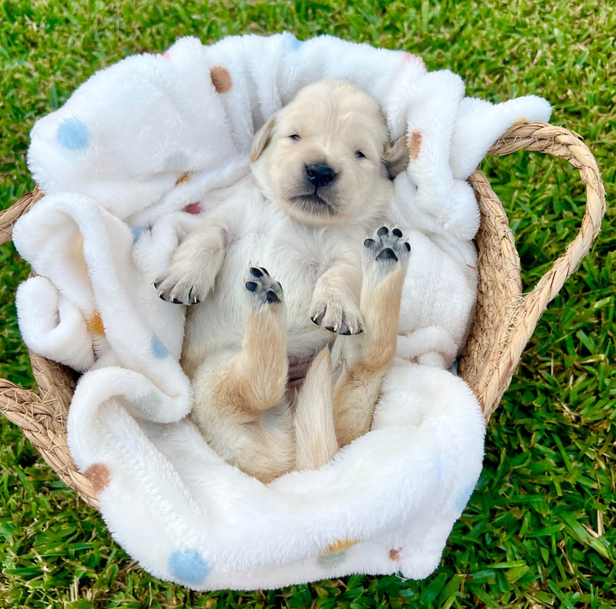 AKC Sweetbay Golden Retriever Puppies breeder image 10