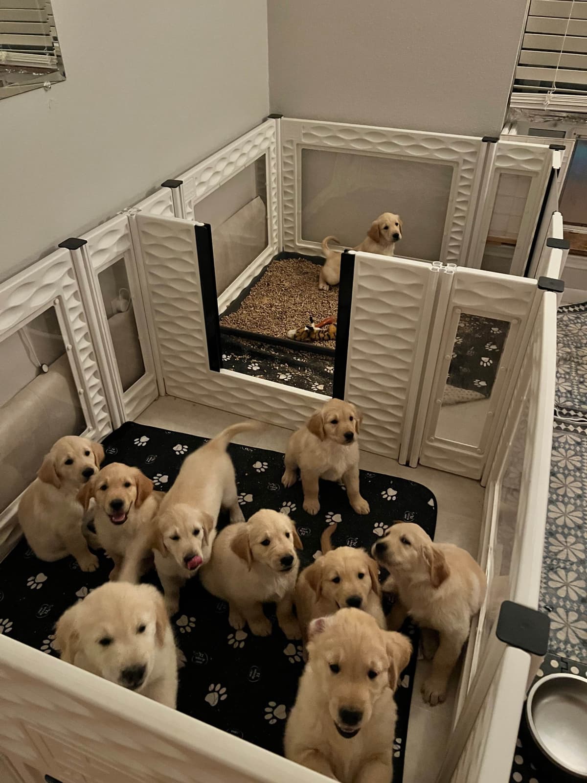 AKC Sweetbay Golden Retriever Puppies breeder image 13