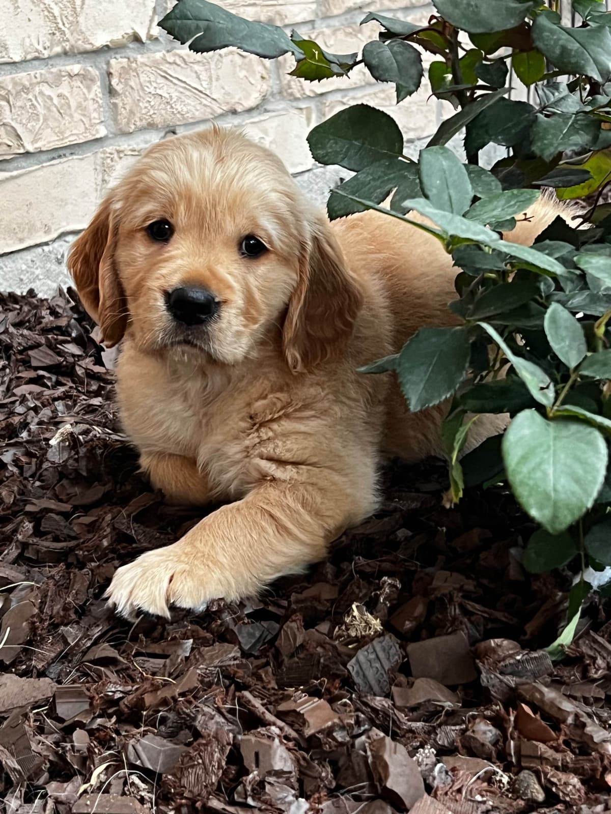AKC Sweetbay Golden Retriever Puppies breeder image 14