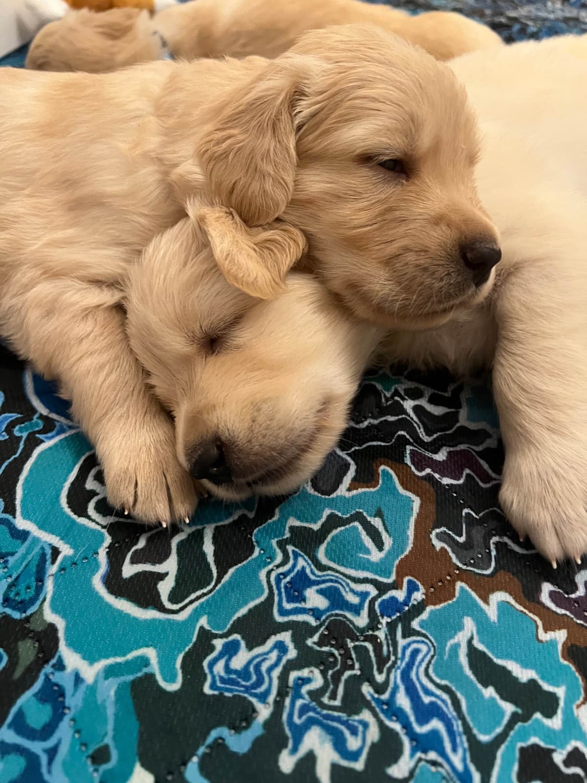 AKC Sweetbay Golden Retriever Puppies breeder image 15