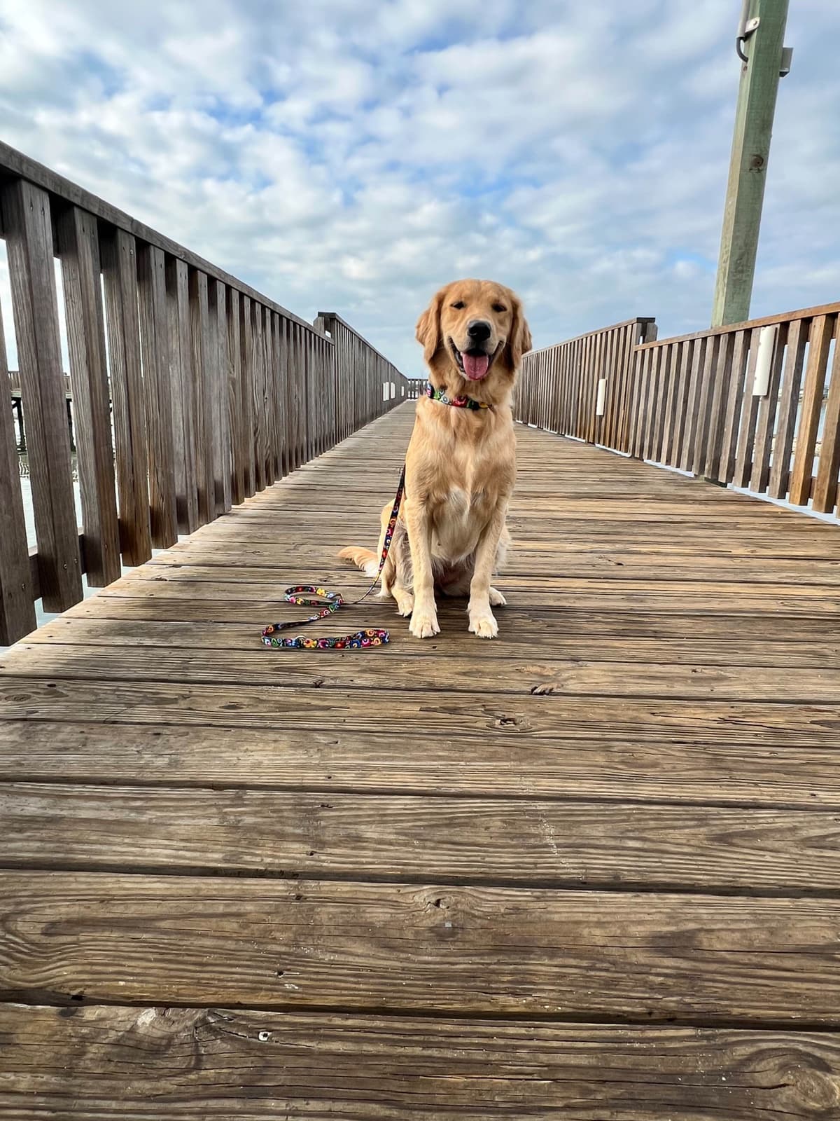 AKC Sweetbay Golden Retriever Puppies breeder image 16
