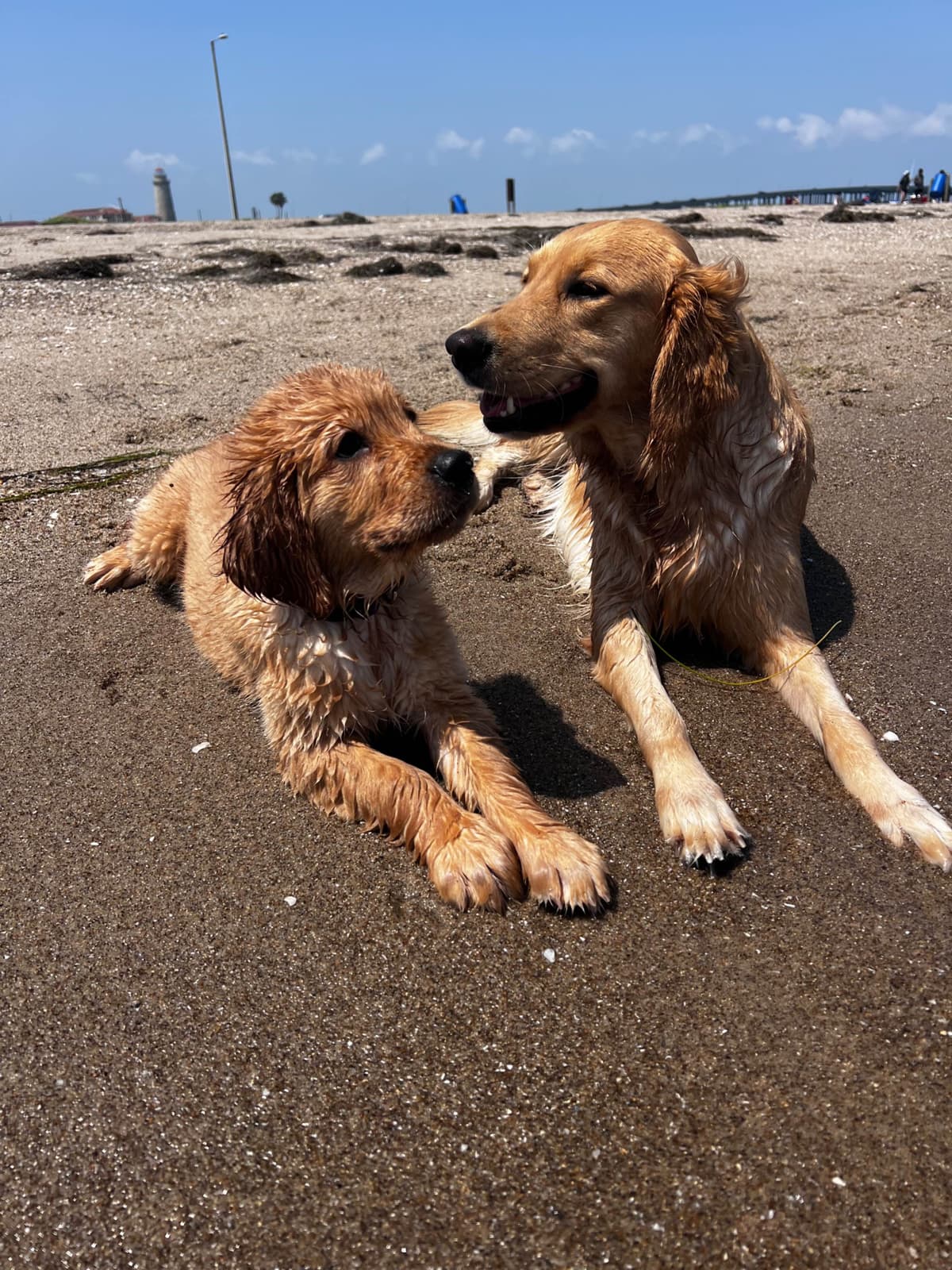 AKC Sweetbay Golden Retriever Puppies breeder image 17