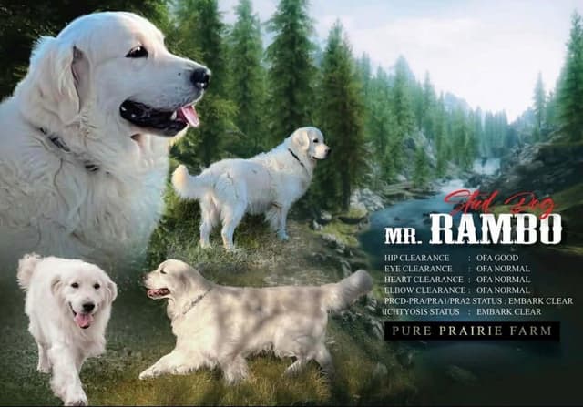 AKC Sweetbay Golden Retriever Puppies media 3