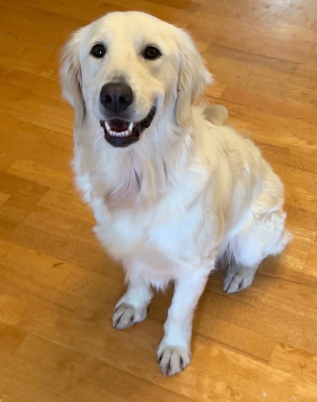 AKC Sweetbay Golden Retriever Puppies media 4
