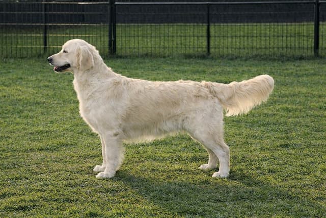 AKC Sweetbay Golden Retriever Puppies media 5