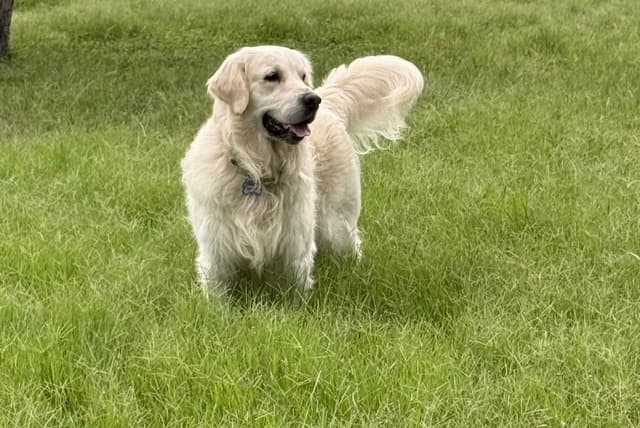 AKC Sweetbay Golden Retriever Puppies media 7