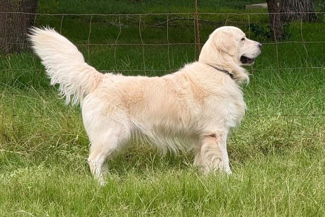 AKC Sweetbay Golden Retriever Puppies media 9