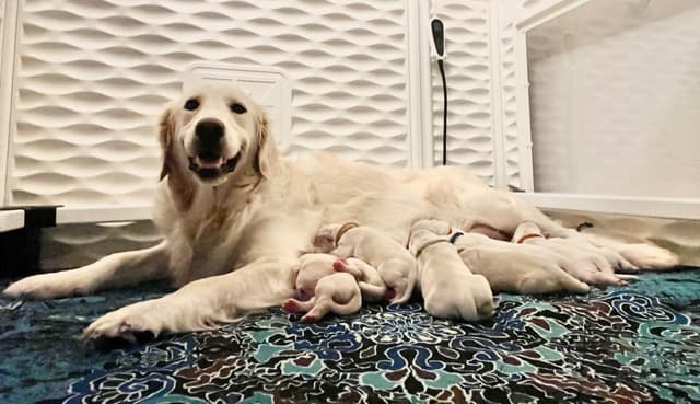AKC Sweetbay Golden Retriever Puppies media 10