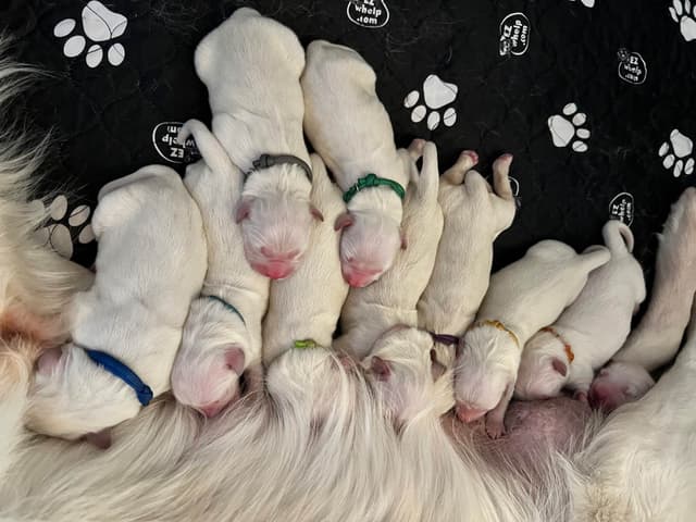 AKC Sweetbay Golden Retriever Puppies media 11