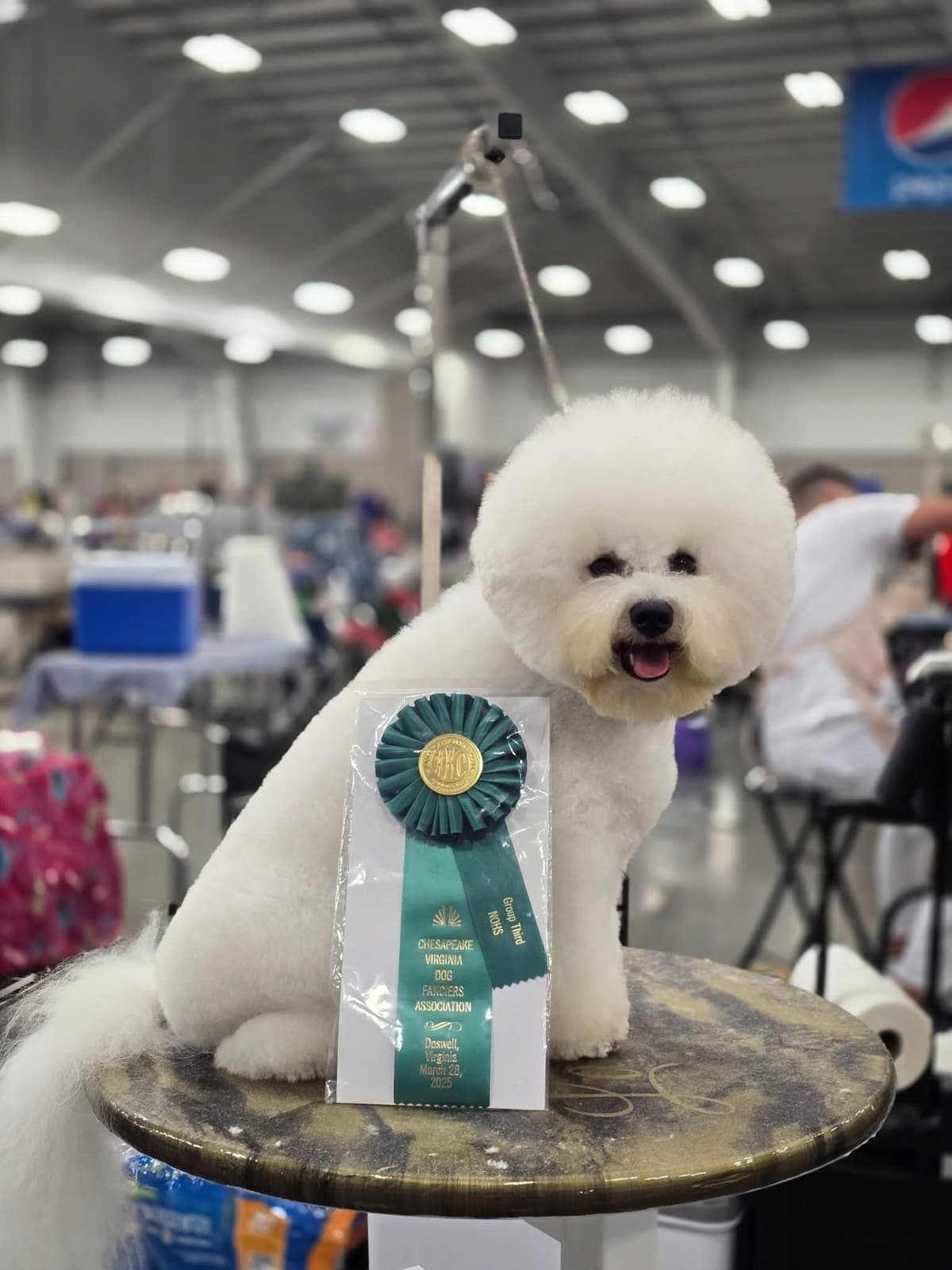Bichon Frise Puppies breeder image 2