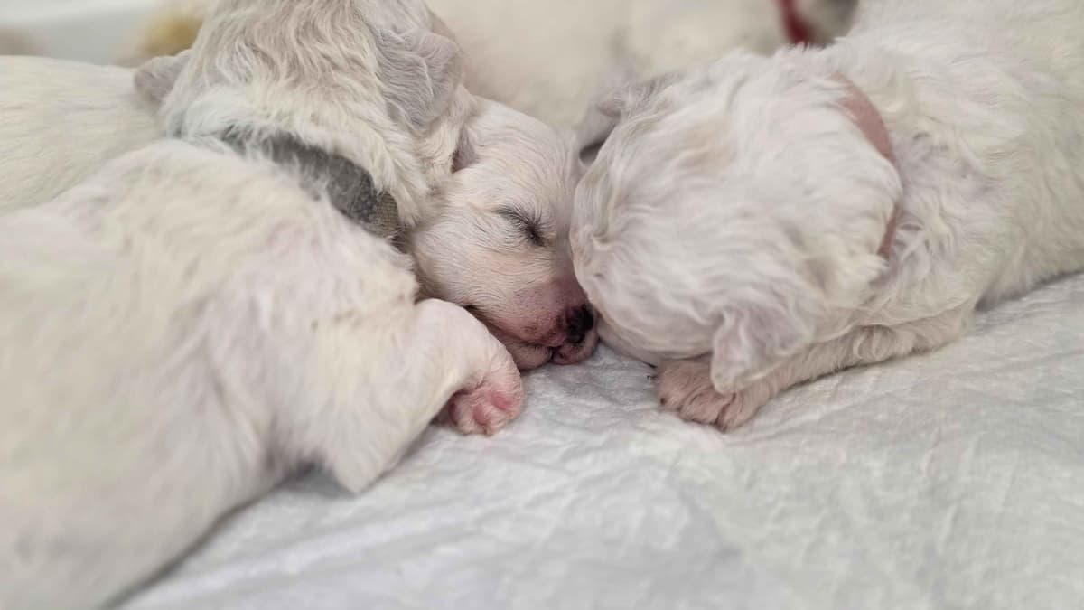 Bichon Frise Puppies breeder image 7