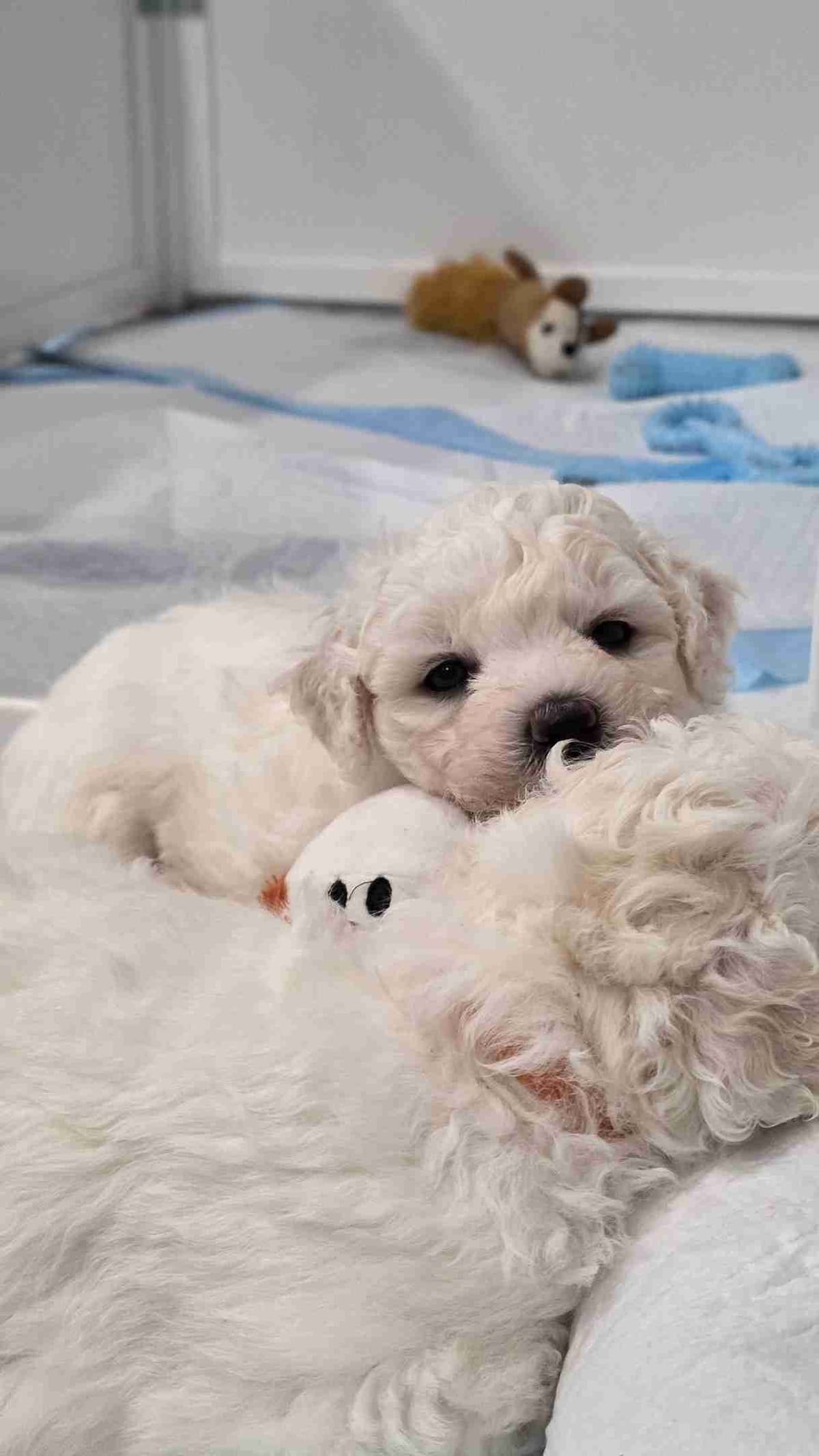 Bichon Frise Puppies breeder image 8