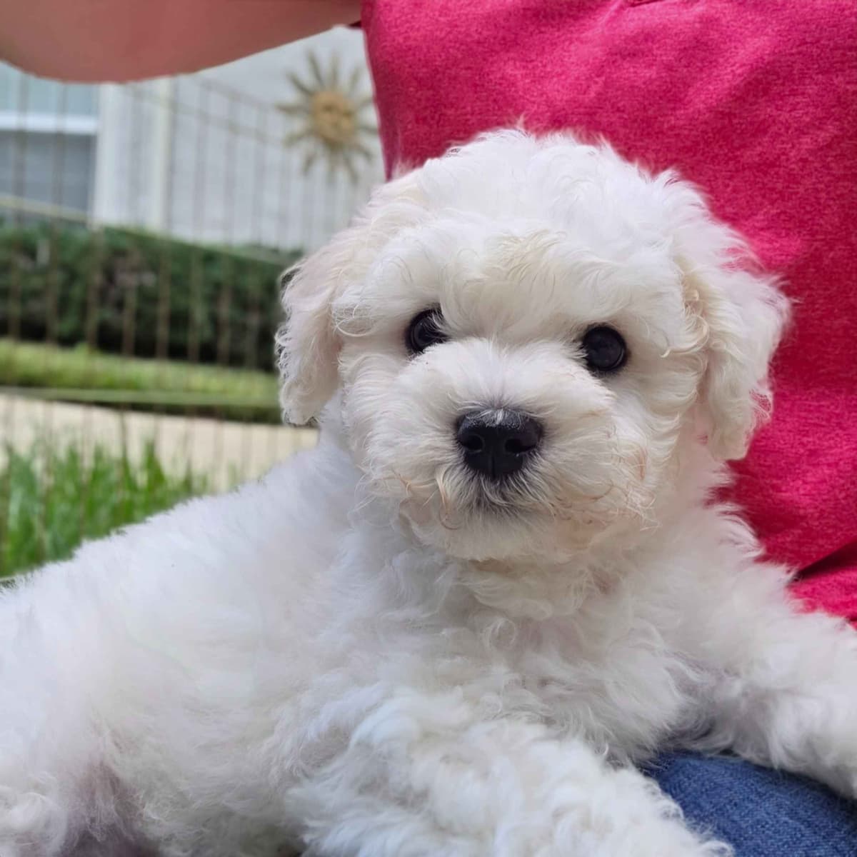 Bichon Frise Puppies breeder image 1