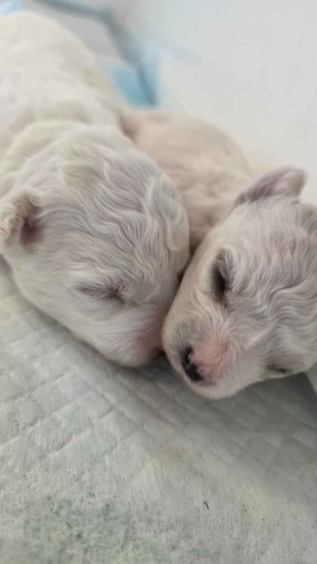 Bichon Frise Puppies media 2