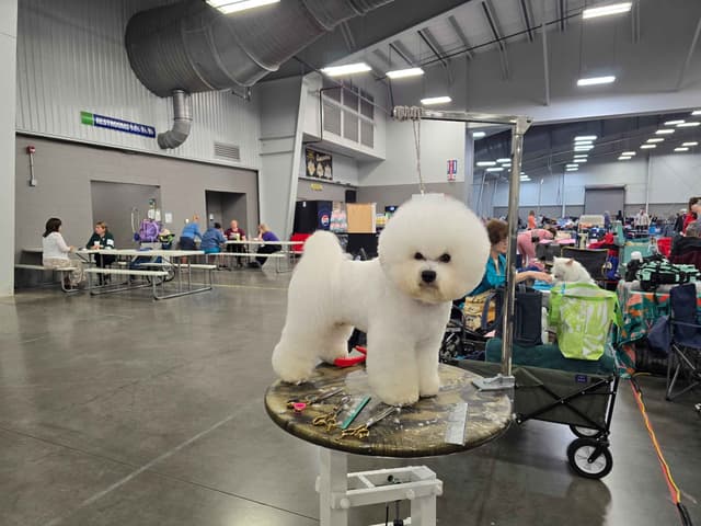 Bichon Frise Puppies media 4
