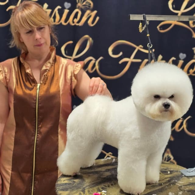 Bichon Frise Puppies media 5