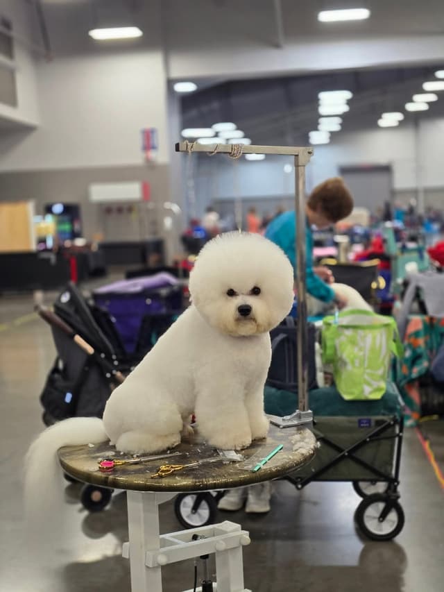 Bichon Frise Puppies media 6