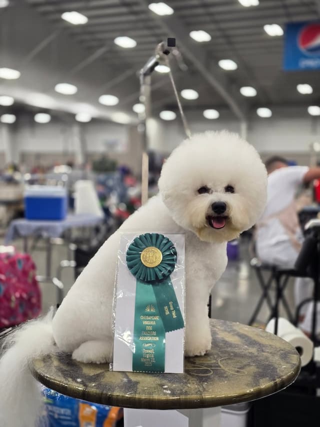 Bichon Frise Puppies media 8