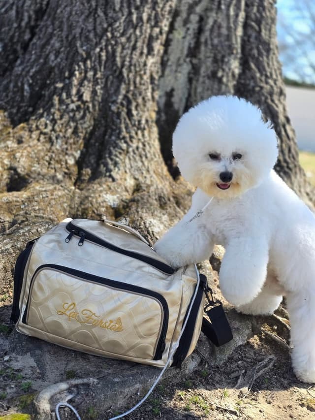 Bichon Frise Puppies media 7