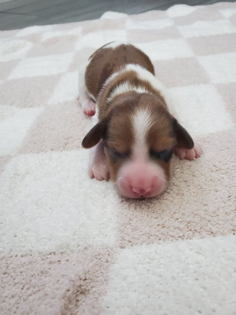 Miniature Dachshund Puppies breeder image 3