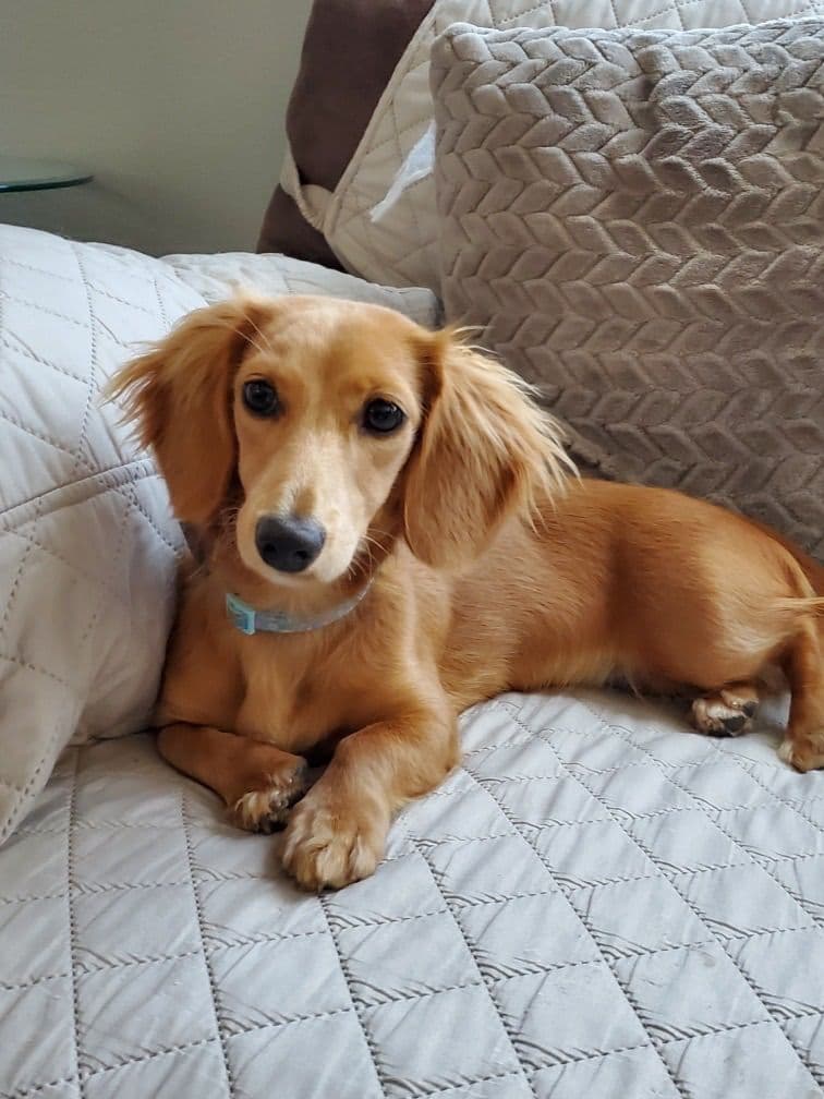 Miniature Dachshund Puppies breeder image 1