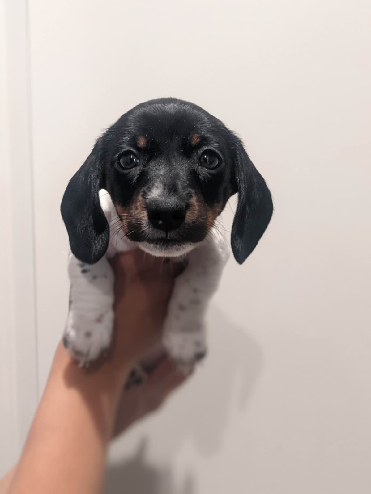 Miniature Dachshund Puppies breeder image 14