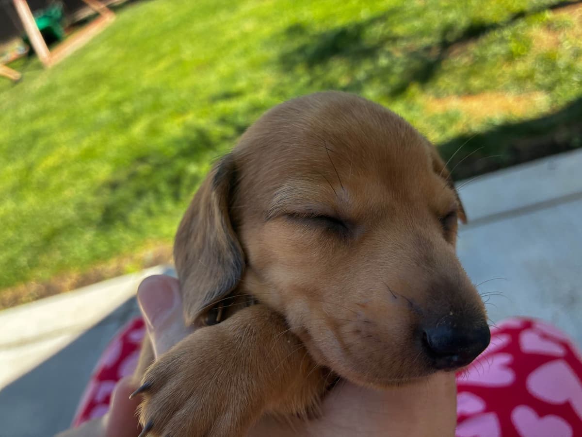 Miniature Dachshund Puppies breeder image 6