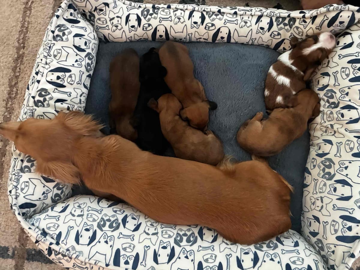 Miniature Dachshund Puppies breeder image 4