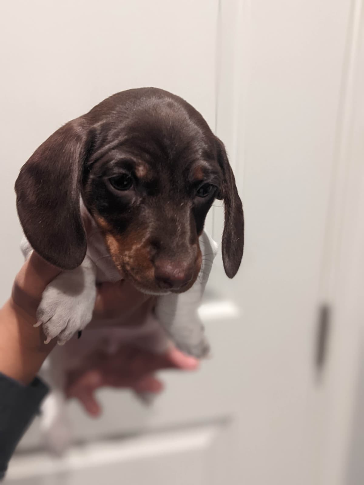 Miniature Dachshund Puppies breeder image 18