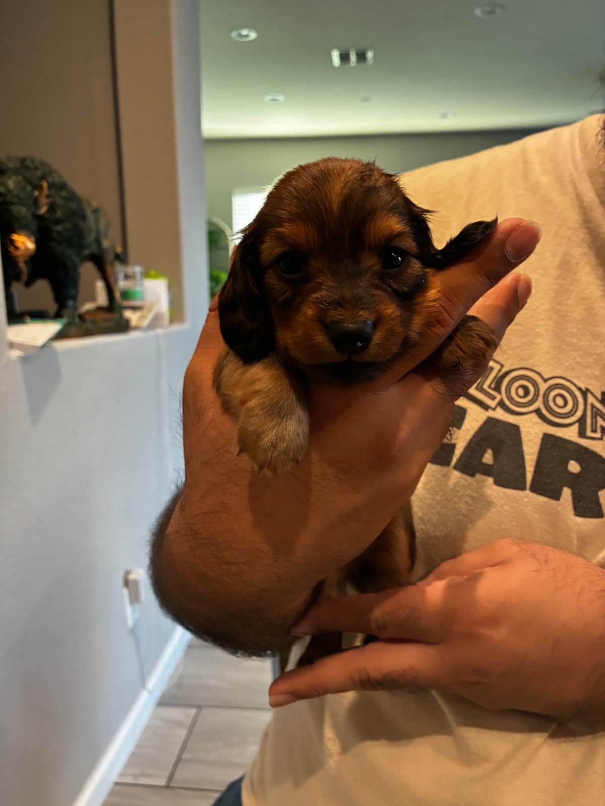 Miniature Dachshund Puppies breeder image 7