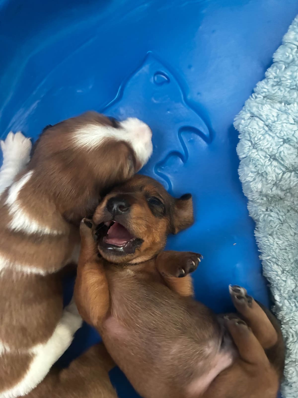 Miniature Dachshund Puppies breeder image 9