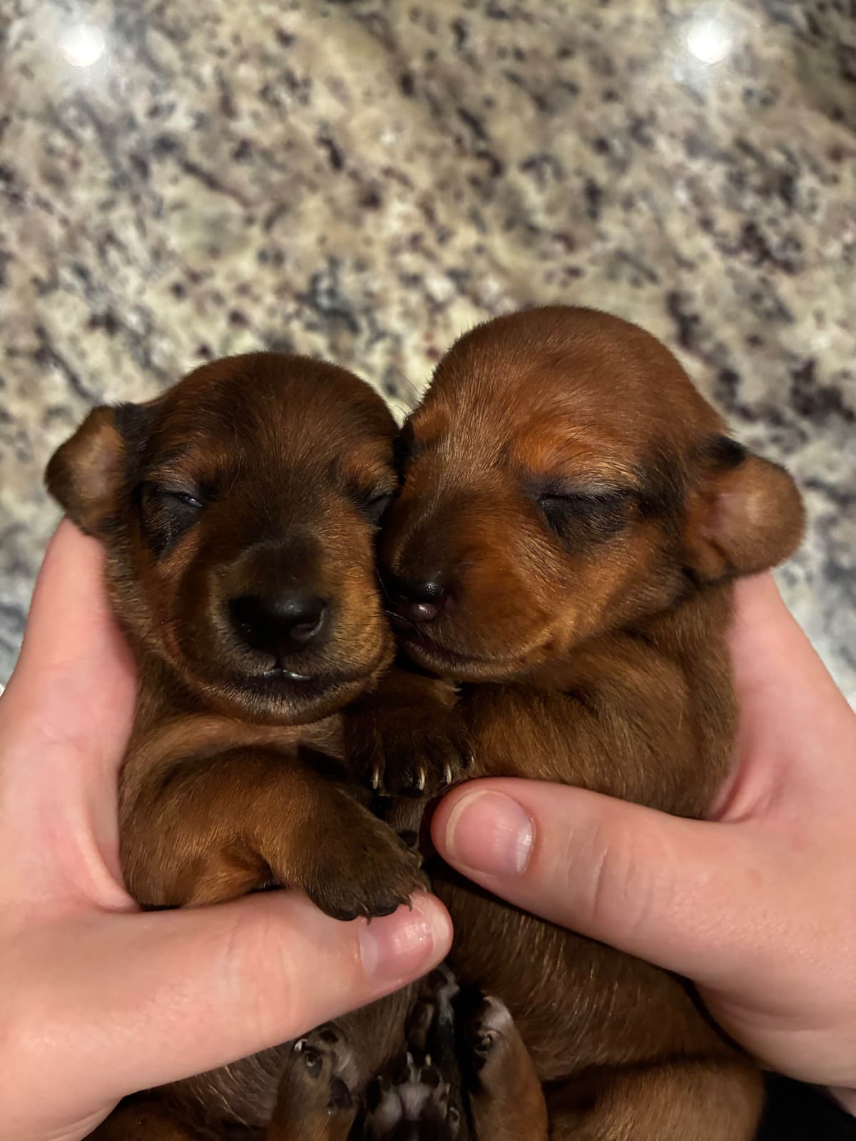 Miniature Dachshund Puppies breeder image 8
