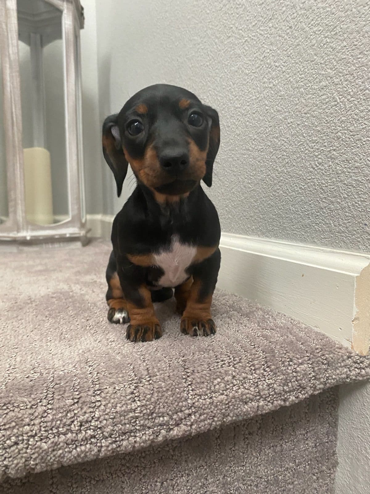 Miniature Dachshund Puppies breeder image 17