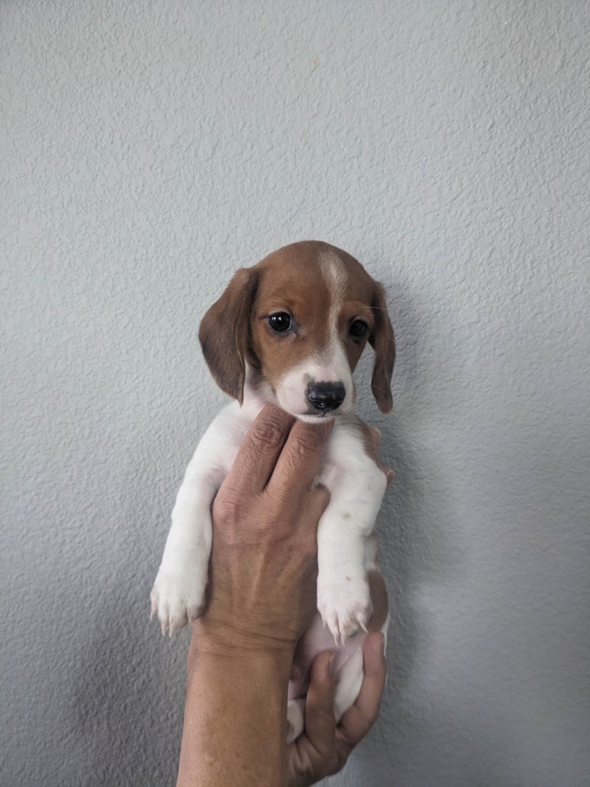 Miniature Dachshund Puppies breeder image 19